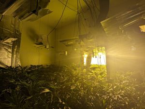 Another large room packed with plants