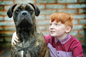 Oliver Beckett from Walsall with his own Bull Mastiff dog Tinka. Oliver has been nominated for fundraiser of the year by the Kennel club