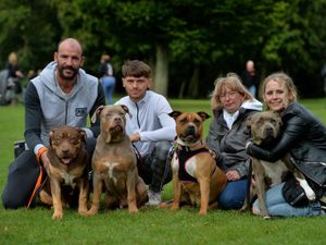 Supporting image for story: Owners and their XL Bully dogs meet up at park to show 'lovely breed' amid large police presence