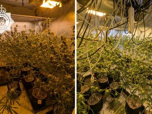 Supporting image for story: Man arrested as police raid on Telford property discovers 129 cannabis plants worth £100,000