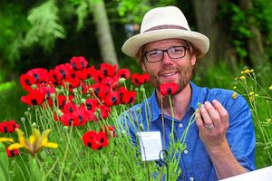 Beautiful poppies caught the eye of this visitor