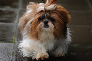 Supporting image for story: Crufts 2017: What it's like to compete