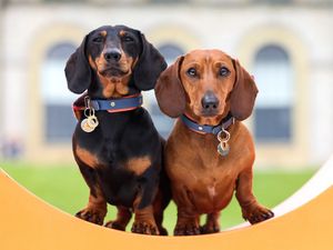 Supporting image for story: In Pictures: Dogs enjoy day out with their owners at annual Goodwoof event