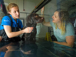 Supporting image for story: Watch: Bid to help Lenny the Labrador use his legs again