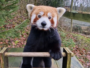 Supporting image for story: Watch: Meet Dudley Zoo's most popular panda, Ember - and her future hubby