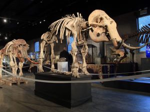 Supporting image for story: Early humans used planted pikes to kill mammoths in the Ice Age – study