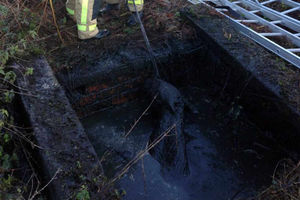 The horse trapped in the slurry pit