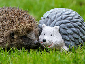 Supporting image for story: Anyone seen my hand?