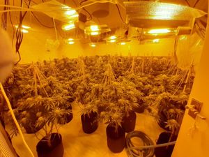Supporting image for story: Dozens of cannabis plants seized in Telford drugs raid