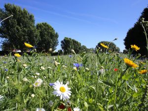 Supporting image for story: Wolverhampton to bloom after £600,000 funding approved