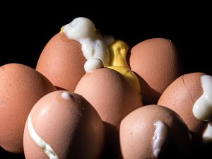 Supporting image for story: These engineers have been exploding eggs in a microwave in the name of science
