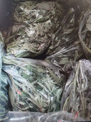 Cannabis recovered in Walsall