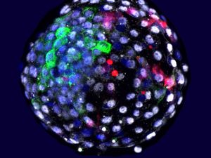 Supporting image for story: Ethical concerns raised over human cells grown in monkey embryos