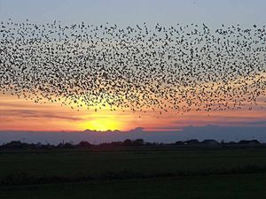 The beautiful sights on the Black Sun Experience where half a million starlings converge