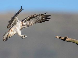 Supporting image for story: Osprey nature reserve awarded £500,000 for visitor centre