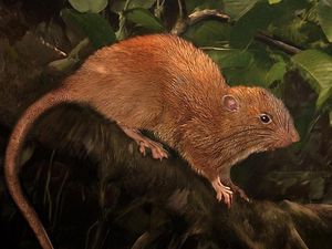 Supporting image for story: Scientists have finally tracked down a mysterious giant rat that lives up trees