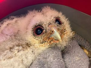 Baby owlets at Cuan Wildlife Centre
