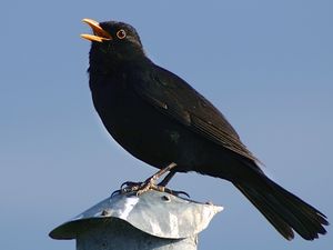 Supporting image for story: Birdsong at a time of carnage