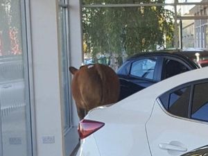 Supporting image for story: Runaway cow wreaks havoc at car dealership