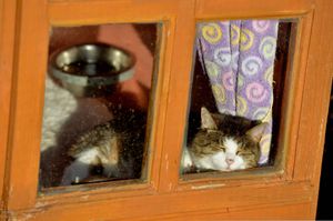 Pickle, catches some sun rays