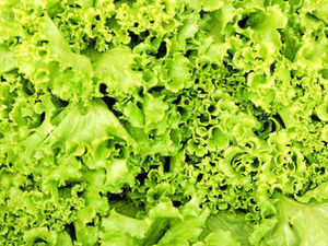 Supporting image for story: Farming Talk: Shropshire farmers grow £55m of fruit and veg