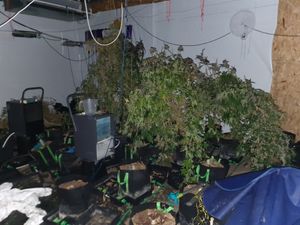 Supporting image for story: Four men arrested after police find cannabis factory at Halesowen industrial estate