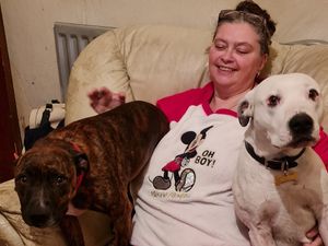 Supporting image for story: Lost dog reunited with family after being rescued from island in middle of lake