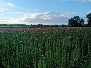 Supporting image for story: 'Breathtaking' poppies make a stunning summertime scene near Newport
