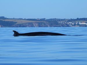 Supporting image for story: Peter Rhodes on listening for whales, dressing for the studio and the joy of rain