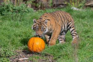 (Photo: West Midlands Safari Park)