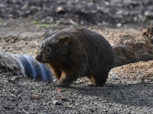 A wombat