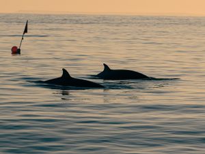 Supporting image for story: Possible new beaked whale species discovered in Mexico