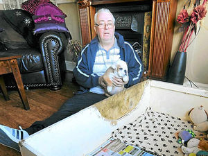 Supporting image for story: Hundreds of rare-breed dogs stolen for money in region