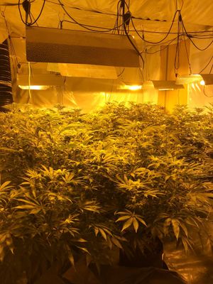 Police seized a large quantity of cannabis, alongside a number of offensive weapons, three air rifles, a stolen van and suspected stolen car parts