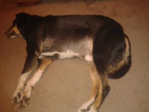 Jake was stabbed during a burglary at his owner's home on January 24