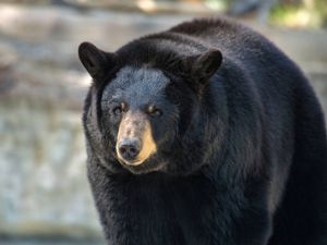 Supporting image for story: Unwelcome guest finally evicted as huge black bear living under home is moved on