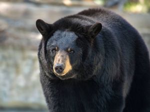 Supporting image for story: Unwelcome guest finally evicted as huge black bear living under home is moved on