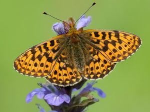 Supporting image for story: Butterfly conservation project for Midlands