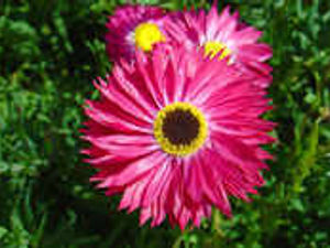 Supporting image for story: It's all in the name with blooms