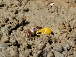 Supporting image for story: Robots reveal how female fiddler crabs prefer fast dancers