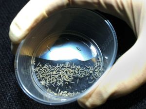 Supporting image for story: Maggots and kelp must be mass-produced to curb global malnutrition – report