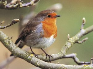Supporting image for story: Conservationists call for people to join annual Big Garden Birdwatch
