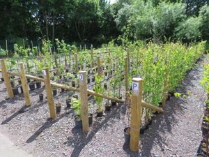 Supporting image for story: Unwanted trees scheme taking root in Shropshire