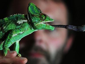 Supporting image for story: Scientists have developed an electronic skin capable of changing colour