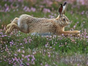 Supporting image for story: Police promise clampdown on hare coursing this autumn