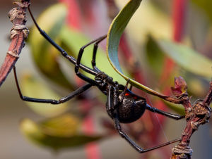 The black widow up close - taken by Jason Garton of Exotic Animal Photography Experiences 