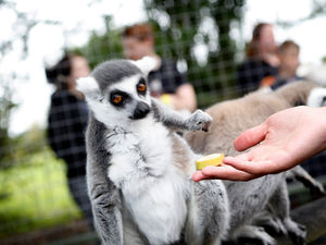 Supporting image for story: Hoo Farm opens for the season