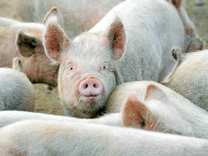 Supporting image for story: Plans lodged for for 2,000-pig farm in Mid Wales