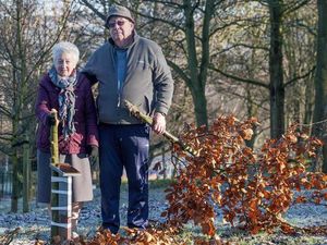 Supporting image for story: Queen's Diamond Jubilee tree is chopped down on Christmas Day