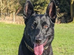 Supporting image for story: 'To infinity and beyond Buzz!' – West Midlands Police pay tribute to police dog who died suddenly of a heart attack